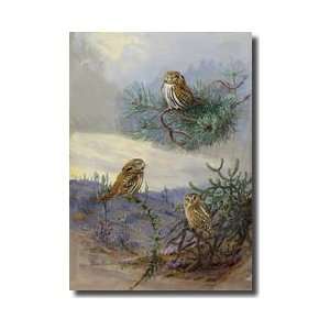  The Three Smallest Species Of Owls Giclee Print
