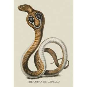  Cobra de Capello   12x18 Framed Print in Gold Frame (17x23 