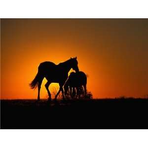  SUNSET HORSES 10564 CROSS STITCH CHART: Home & Kitchen