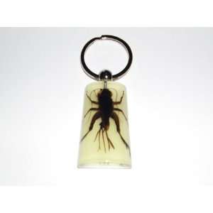  Glow in the dark Real Insect Keychain   Cricket (YK1040 
