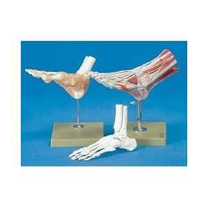   Foot/Ankle Anatomical Models   Full Foot Model: Health & Personal Care