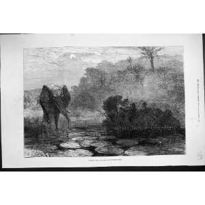  1877 AFRICAN ELEPHANT SHOOTING HUNTING MOONLIGHT ANTIQUE 