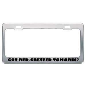 Got Red Crested Tamarin? Animals Pets Metal License Plate Frame Holder 