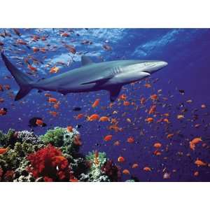  Animal Planet Reef Shark 200 pc Toys & Games