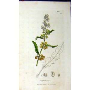  Rumex Crispus 1809 Sowerby Botanical Print Grass Plant 