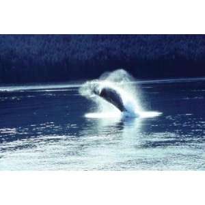  Exclusive By Buyenlarge Humpback whale breaching 12x18 