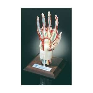  Deluxe Hand and Wrist Model: Health & Personal Care