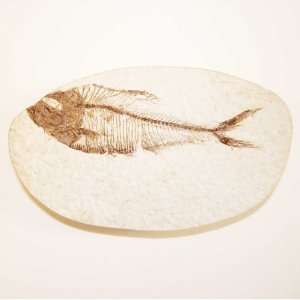 Green River Fm. Fossil Fish   Diplomystus G328:  Kitchen 