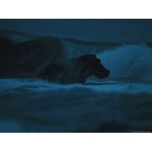  Hippopotamus Venturing into the Atlantic Ocean Surf at 