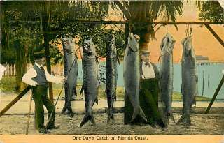 FL ONE DAYS CATCH GIANT FISH MAILED 1912 R73801  
