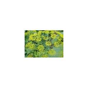  Todds Seeds   Herb   Dill, Mammoth Long Island Herb Seed 