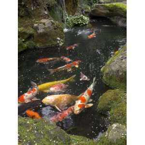 Colourful Carp in Typical Japanese Garden Pond, Higashiyama, Kyoto 