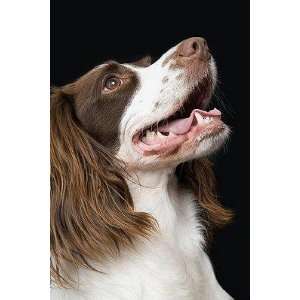  Spaniel   Peel and Stick Wall Decal by Wallmonkeys: Home 