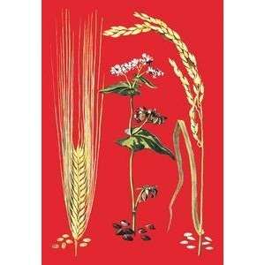  Vintage Art Grains Barley, Buckwheat, and Rice #2   08785 