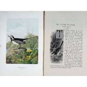  1901 Swaysland Wild Birds Water Wagtail Thorburn: Home 