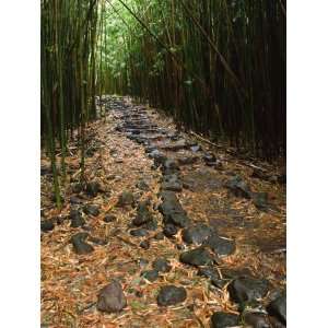  Bamboo Forest on the Waimoku Falls Trail, South of Hana, Maui 