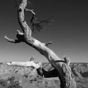  Dancing Tree on the South Rim of the Grand Canyon 