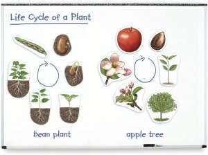 BARNES & NOBLE  Giant Magnetic Plant Life Cycle by Learning Resources