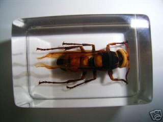 Real Tiger Wasp(Asian Giant Hornet) Specimen in Lucite