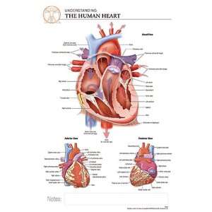  Post It Anatomy Heart Chart: Office Products