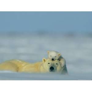 Polar Bear Cub (Ursus Maritimus) Finds a Peaceful Sleeping Spot on 