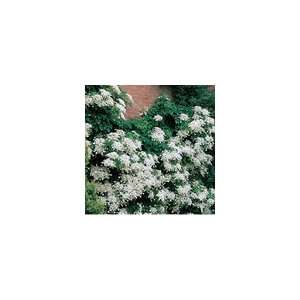  Hydrangea anomala ssp. petiolaris Patio, Lawn & Garden