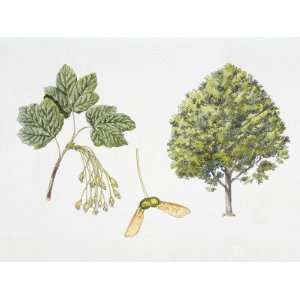  Italian Maple (Acer Opalus) Plant with Flower, Leaf and Samara 
