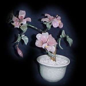  Pink Blossom and Leaves Jade Tree 