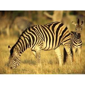  Zebra Grazing with Young National Geographic Collection 