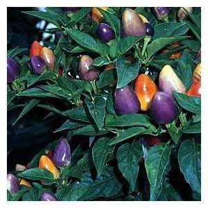  Hot Pyramid Chili Pepper 4 Plants   Container or Garden 