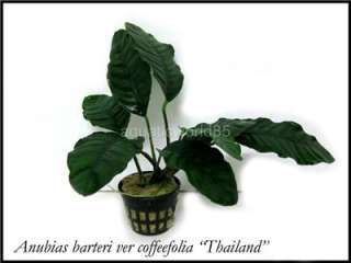 Anubias barteri var coffeefolia Thailand   Live plant  
