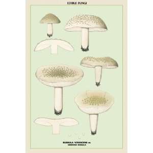 Edible Fungi Greenish Russula by Unknown 12x18  Kitchen 