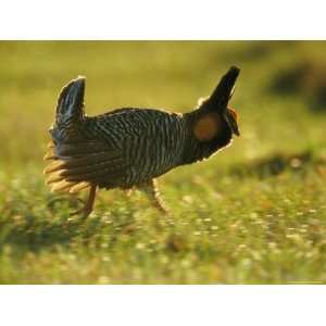  A Male Attwaters Greater Prairie Chicken in Full Plumage 