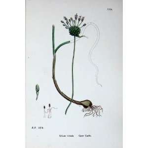   Botany Plants C1902 Crow Garlic Allium Vineale Flowers
