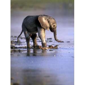  Young Elephant Calf Walks at Edge of Khwai River, Moremi 