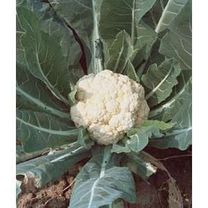  Cauliflower, Snowball Self Blanching 1 Pkt.(50 Seeds 