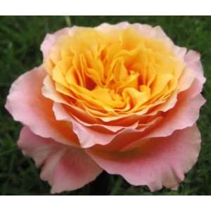  Free Spirit Rose Seeds Packet: Patio, Lawn & Garden