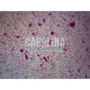  Gram Negative Bacillus, w.m. Microscope Slide: Industrial 