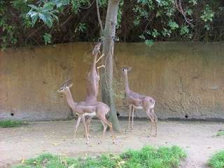 LA Zoo Celebrates New Births, Including Rare Peninsular Pronghorns