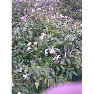  Jasminum Nitidum (Star Jasmine) Live Plant  GALLON 