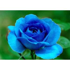  Bewitched Rose Bush Flower Seeds: Patio, Lawn & Garden