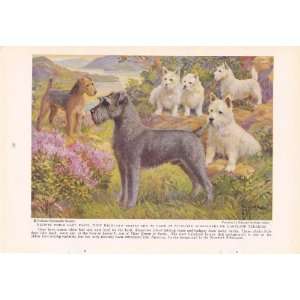   Schnauzers Lakeland Terriers Edward Herbert Miner Vintage Dog Print