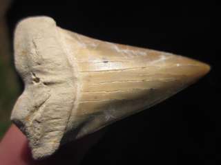 13/16 MAKO SHARK TOOTH FOSSIL Fish Teeth Megalodon  