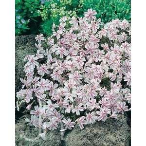  Candy Stripe Creeping Phlox Perennial   Potted: Patio 