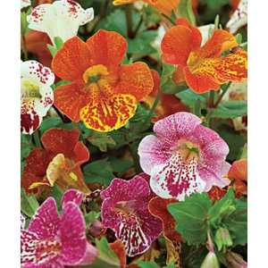  Mimulus, Magic Blotch Hybrid Mix 1 Pkt. (40 seeds) Patio 