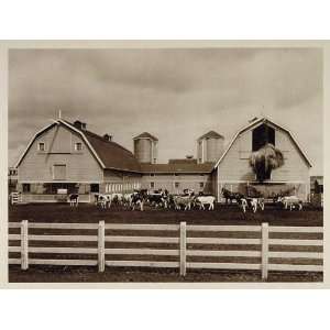  1926 Government Dairy Farm Barn Cows Alberta Canada 