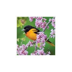  Baltimore Oriole   500 Pieces Jigsaw Puzzle: Toys & Games