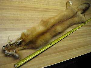Tanned Red Fox Furs Coats Taxidermy # 76  