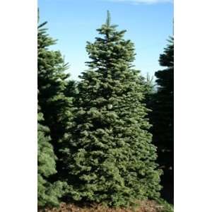   Noble Fir Real, Freshly Harvested Christmas Tree: Home & Kitchen