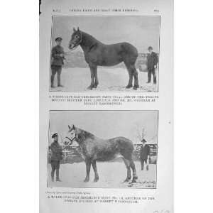  1917 Percheron Mare Horse Lonsdale Market Harborough: Home 